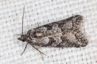 Cnephasia cupressivorana