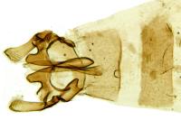 Huemeria campicolella campicolella
