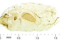 Ectoedemia hendrikseni