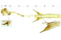 Scrobipalpa suasella