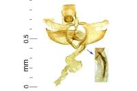 Coleophora bifrondella