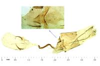 Stenoptilia arida