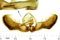 Pammene amygdalana