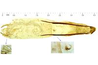 Eteobalea alypella