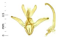 Bucculatrix helichrysella