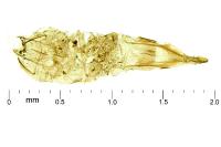 Phyllobrostis fregenella