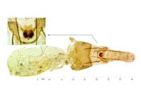 Scythris heinemanni