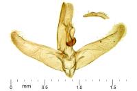 Elachista pigerella