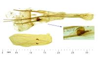 Neotelphusa huemeri