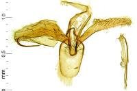 Phyllonorycter lapadiella