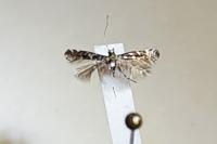 Parectopa ononidis