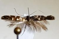 Vulcaniella extremella