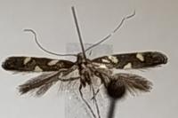 Calybites phasianipennella