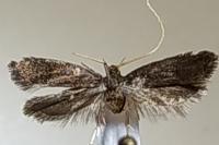 Lecithocera nigrana
