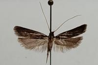 Eurodachtha canigella