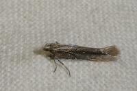 Oxypteryx parahelotella