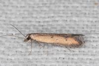 Mesophleps trinotella