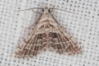 Alucita palodactyla