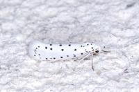 Yponomeuta