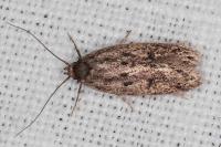 Hofmannophila pseudospretella
