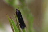 Aproaerema patruella