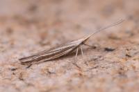 Coleophora lineata