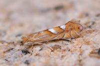 Phyllonorycter belotella