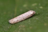 Dysspastus fallax