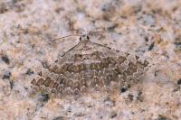 Alucita grammodactyla