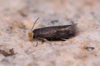 Stigmella suberivora