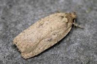 Agonopterix scopariella