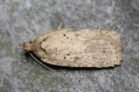 Agonopterix scopariella