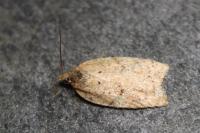 Acleris ferrugana