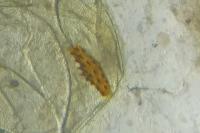 Agonopterix scopariella
