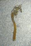 Caloptilia betulicola