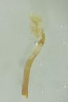 Caloptilia betulicola