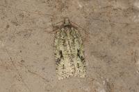 Acleris literana