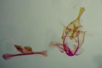 Alucita cymatodactyla