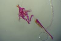 Alucita hexadactyla