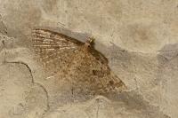 Alucita hexadactyla