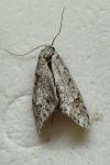 Diurnea fagella