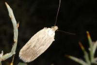 Agonopterix umbellana