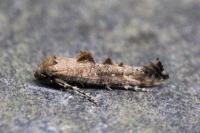 Epermenia chaerophyllella