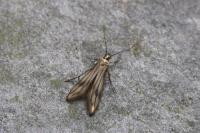 Schreckensteinia festaliella