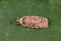 Agonopterix scopariella
