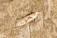 Semioscopis steinkellneriana