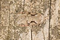 Semioscopis steinkellneriana