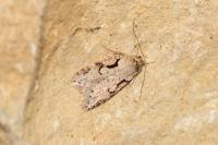 Semioscopis steinkellneriana