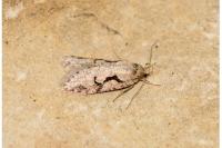 Semioscopis steinkellneriana