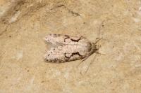 Semioscopis steinkellneriana